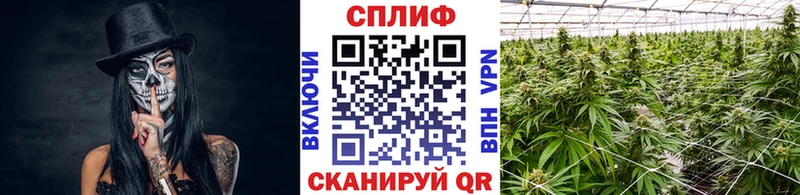 Канабис AK-47  Купить  Железноводск 